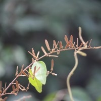 Ventilago madraspatana Gaertn.